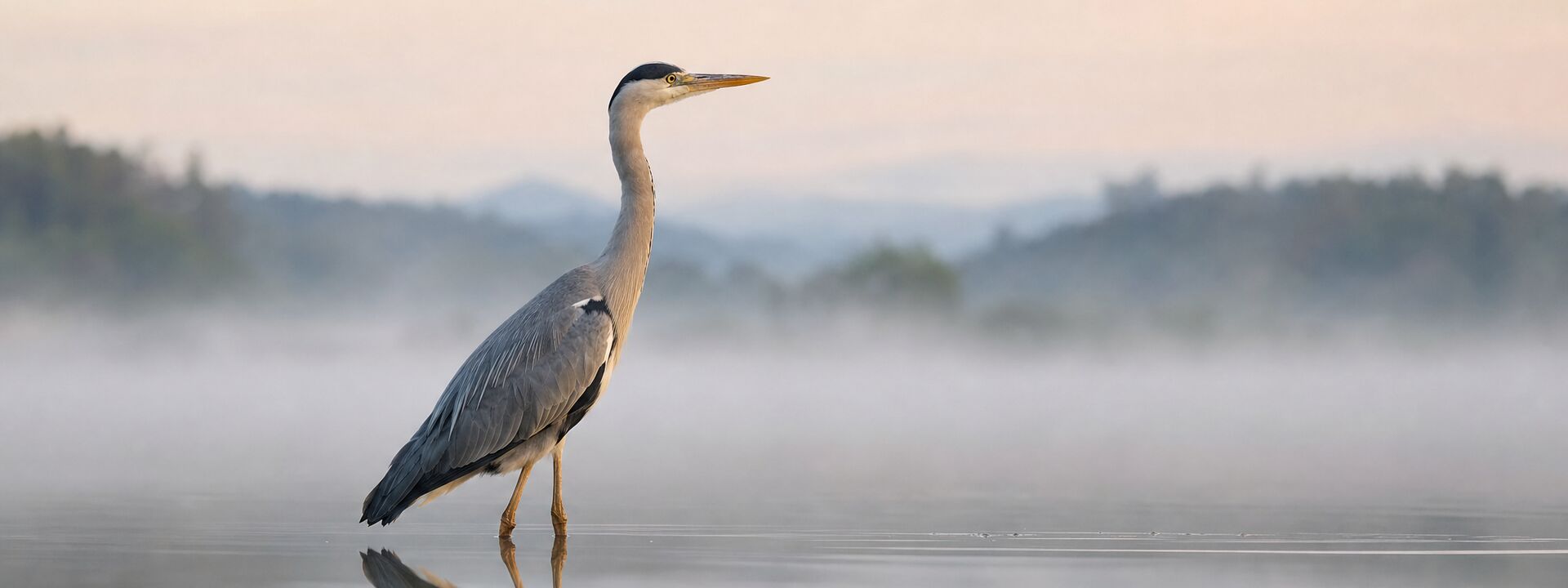 A grey heron standing in a misty lake at dawn