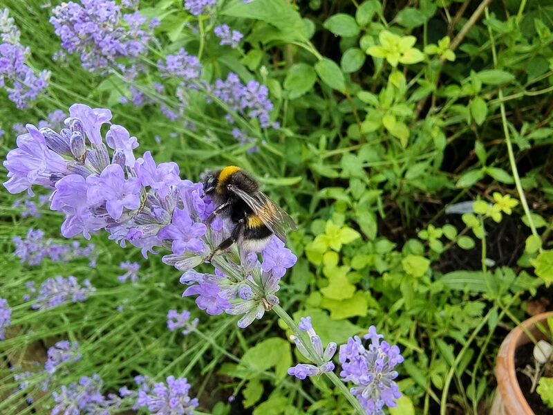 A phone snap of a bumblebee on lavender