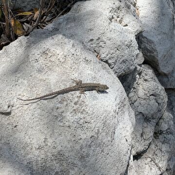 A small lizard on a sunny wall, still being identified