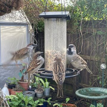 House sparrows crowding a backyard feeder