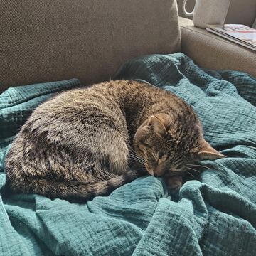 A tabby cat curled up on a couch