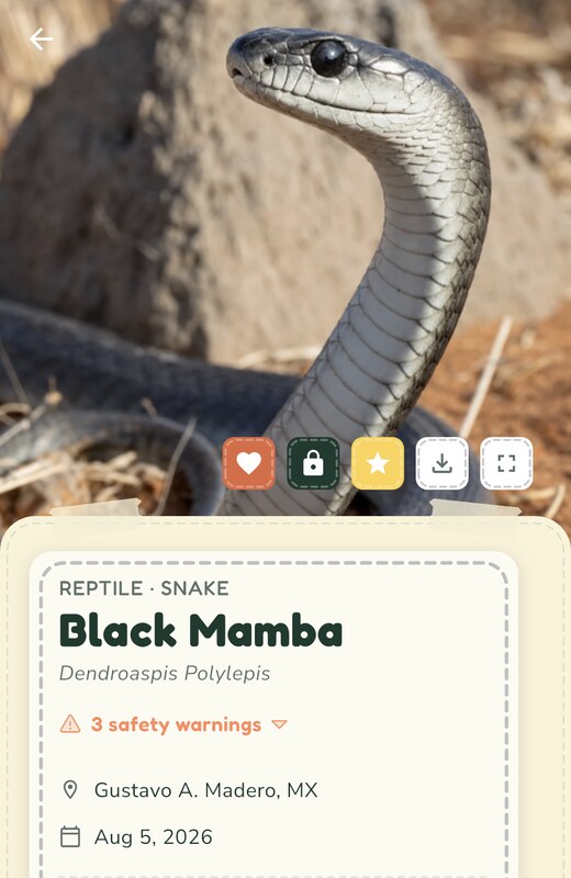 WunderWild snap detail screen: a Black Mamba with safety warnings, location, and date